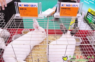 康大兔業(yè)參展2010中國畜牧業(yè)暨飼料工業(yè)展覽會 引領兔業(yè)發(fā)展新趨勢